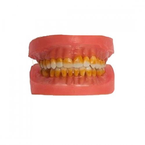Manequim Refil Cirurgia c/ dentes de Pério AC 025 - Pronew