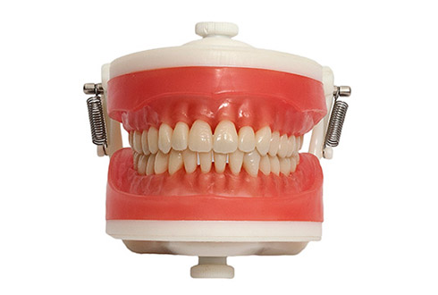 Manequim Dentística PD 100 - Pronew