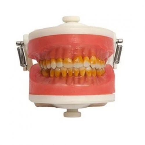 Manequim Top Cirurgia c/ dentes de Pério PD 110 - Pronew